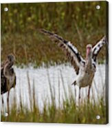 Wings Of Youthful Beauty Acrylic Print