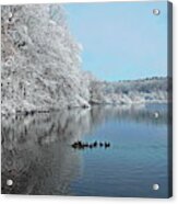 Winter Lake And American Coots Acrylic Print