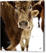 Winter Livestock Cattle Series Acrylic Print