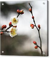 Winter Plum Blossom In Shanghai Acrylic Print