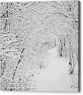 Winter Walk In The Woods Acrylic Print