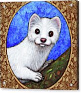 Winter Weasel Portrait - Brown Border Acrylic Print