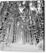 Winter Woods Acrylic Print