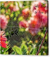 Wisdom In A Spider's Web Acrylic Print