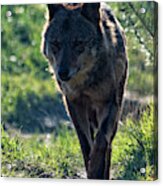 Wolf In The Mist Acrylic Print