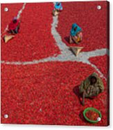 Women Collecting Red Chilies Acrylic Print