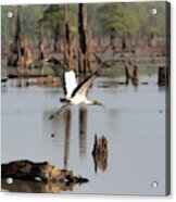 Wood Stork In Flight Acrylic Print
