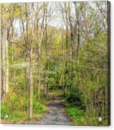 Woodland Trail Acrylic Print