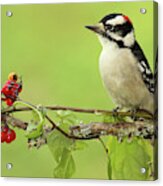 Woodpecker Among Berries Acrylic Print