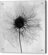 X-ray Dahlia Acrylic Print