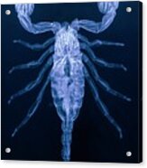 X-ray Of The Scorpion Acrylic Print