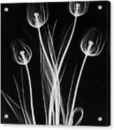 X-ray Tulips On Black Acrylic Print