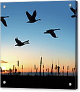 Xxl Migrating Canada Geese At Sunset Acrylic Print