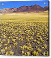 Yellow Altiplano In Catamarca, Argentina Acrylic Print