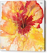 Yellow And Red Hibiscus Acrylic Print