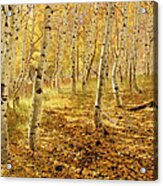 Yellow Aspen Trees In The Fall In The Acrylic Print