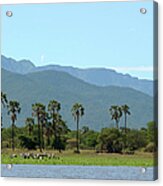 Yellow Billed Storks, Palm Trees And Acrylic Print