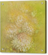 Yellow Chrysanthemums Acrylic Print
