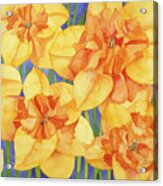 Yellow Daffodils Acrylic Print