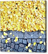 Yellow Ginko Leaves On The Ground Acrylic Print