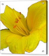 Yellow Lily Flower Photograph Best For Shirts Acrylic Print