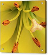 Yellow Lily, Pistil And Stamens Acrylic Print