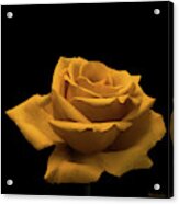 Yellow Rose On Black Acrylic Print