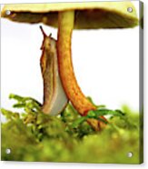 Yellow Slug Mushroom Whimsical Beauty Acrylic Print