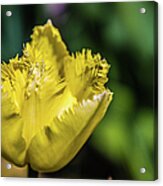 Yellow Tulip Acrylic Print
