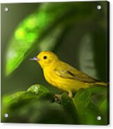 Yellow Warbler Acrylic Print