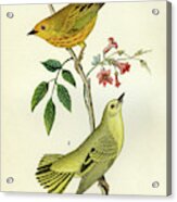 Yellow Warbler Acrylic Print