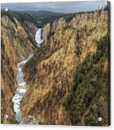 Yellowstone Grand Canyon - Lower Falls Acrylic Print