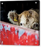 Young Blonde Cow And Red Metal Barn Door Acrylic Print