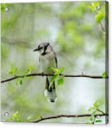 Young Jay Thinking Acrylic Print