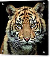Young Sumatran Tiger Acrylic Print
