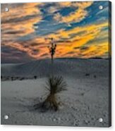 Yucca Sunset Skies At White Sands, New Mexico Acrylic Print