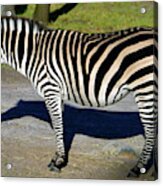 Zebra At Animal Kingdom Lodge Acrylic Print