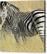 Zebra Acrylic Print