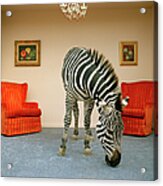 Zebra In Living Room Smelling Rug Acrylic Print