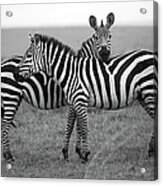 Zebra In Masai Mara Acrylic Print