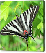 Zebra Swallowtail Din0279 Acrylic Print