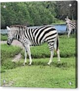 Zebras With Egret Grazing Acrylic Print