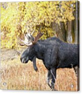 2021 Bull Moose Seven #1 Acrylic Print