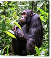 Adult Chimpanzee, Pan Troglodytes, In The Tropical Rainforest Of #1 Acrylic Print