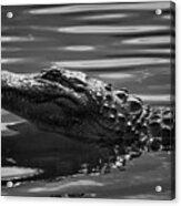Alligator In Black And White Acrylic Print
