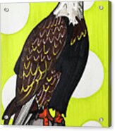 American Bald Eagle #1 Acrylic Print