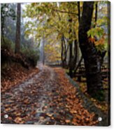 Autumn Landscape With Trees And Autumn Leaves On The Ground After Rain Acrylic Print