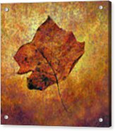 Autumn Leaf #1 Acrylic Print