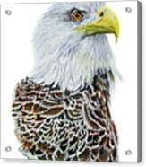 Bald Eagle Portrait  #1 Acrylic Print