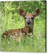 Bambi Acrylic Print